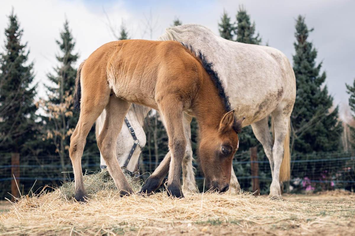 Villa Sokole Ranczo Biskupice Kocurów Esterno foto